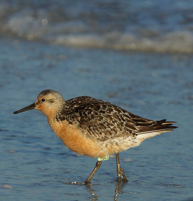red knot - Copy